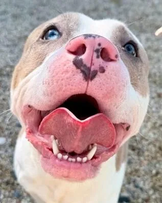 An adult large-sized male Pit Bull Terrier dog named Saint for adoption in Kansas City, MO