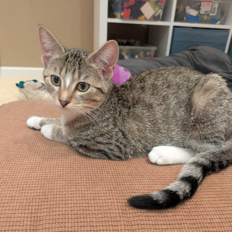 A baby small-sized female Brown / Chocolate Domestic Short Hair cat named Purrcules for adoption in Inver Grove Heights, MN