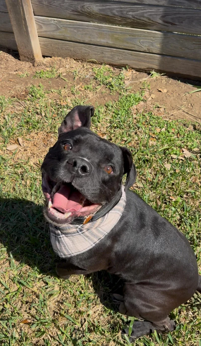 An adult medium-sized male White / Cream American Staffordshire Terrier dog named Aiden Mcready for adoption in Houston, TX