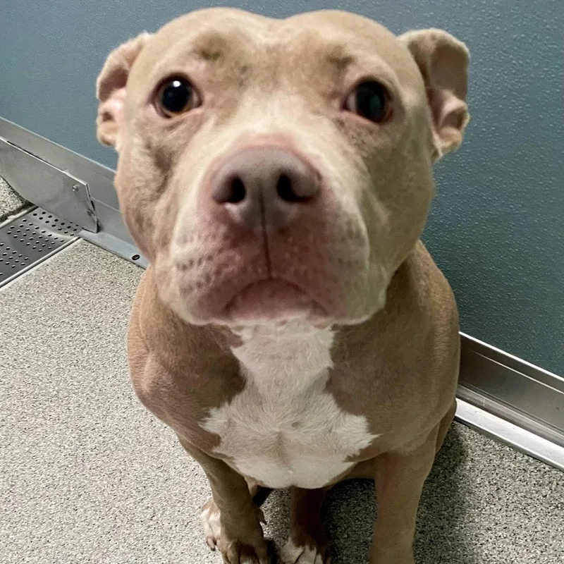 An adult medium-sized female Pit Bull Terrier dog named Illyria for adoption in Matteson, IL