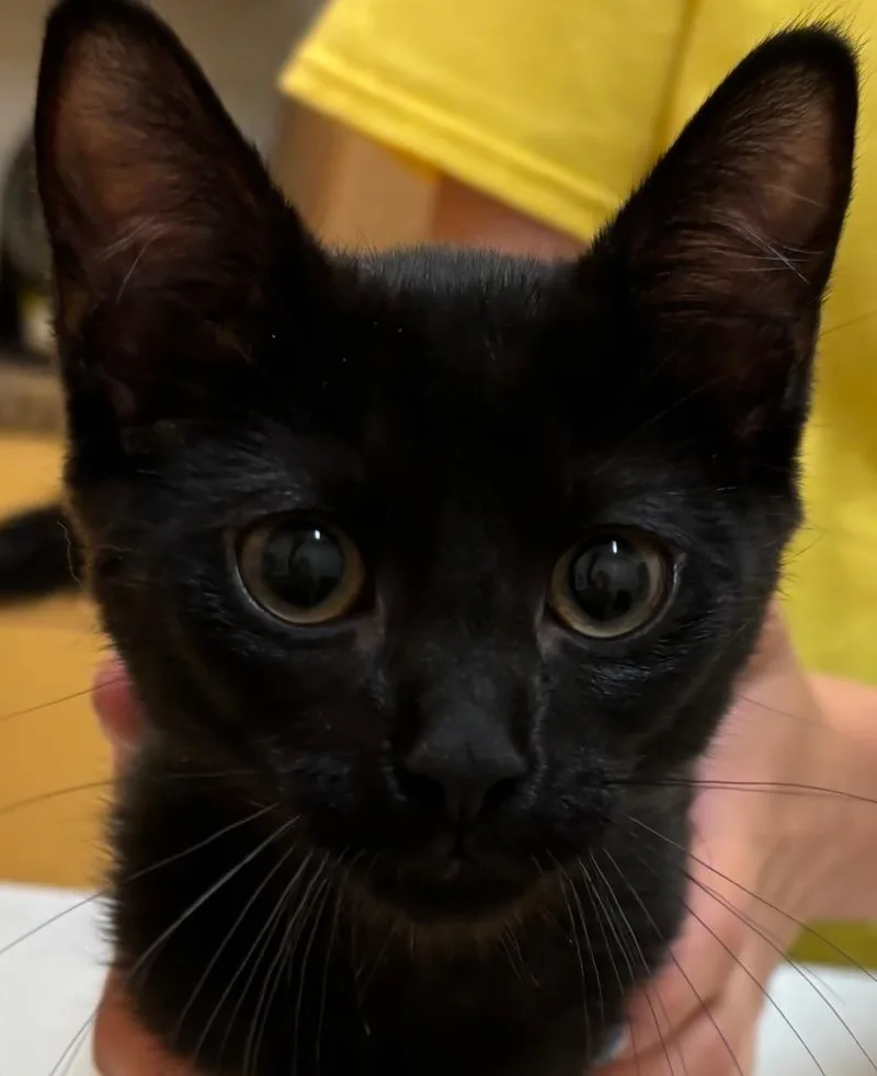 A baby small-sized male Domestic Short Hair cat named Bootsie for adoption in Elizabethton, TN