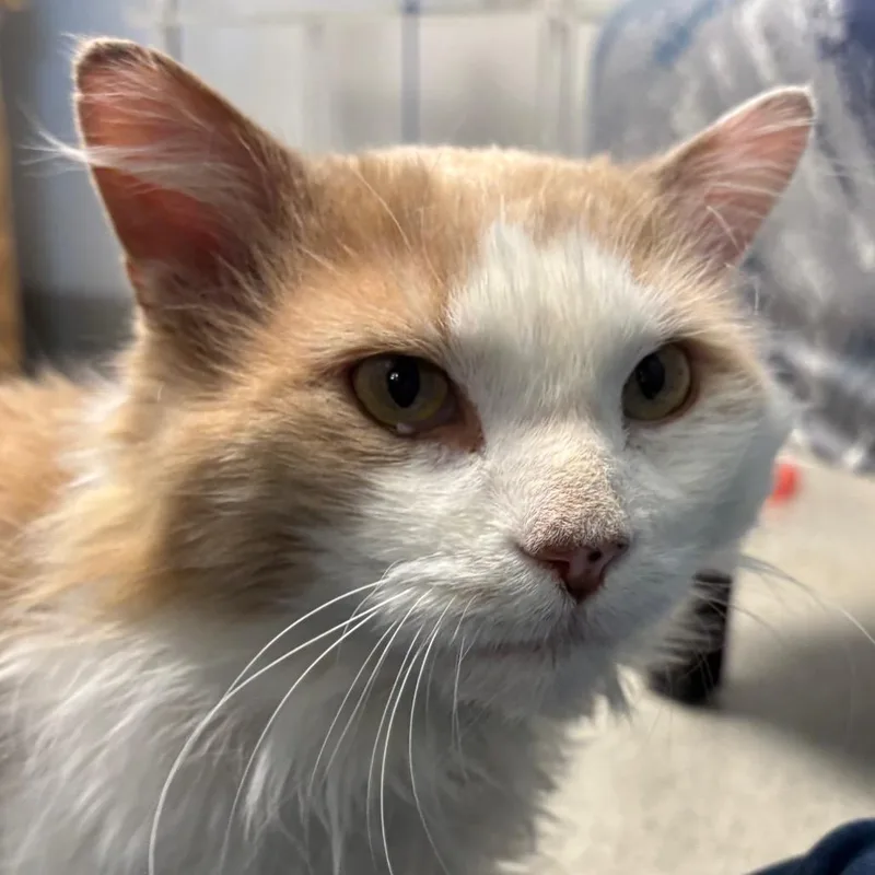 An adult large-sized male Orange / Red Domestic Medium Hair cat named Oliver for adoption in Naperville, IL