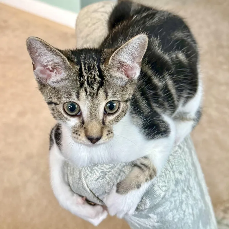 A baby small-sized male Black Domestic Short Hair cat named Clickbait for adoption in Richmond, VA