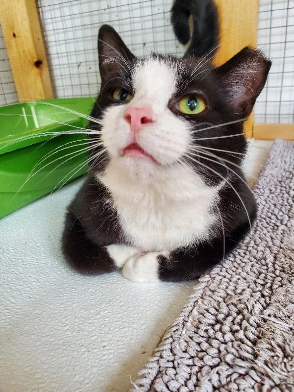 A young medium-sized male Black & White / Tuxedo Domestic Short Hair cat named Moonpie for adoption in Gettysburg, PA