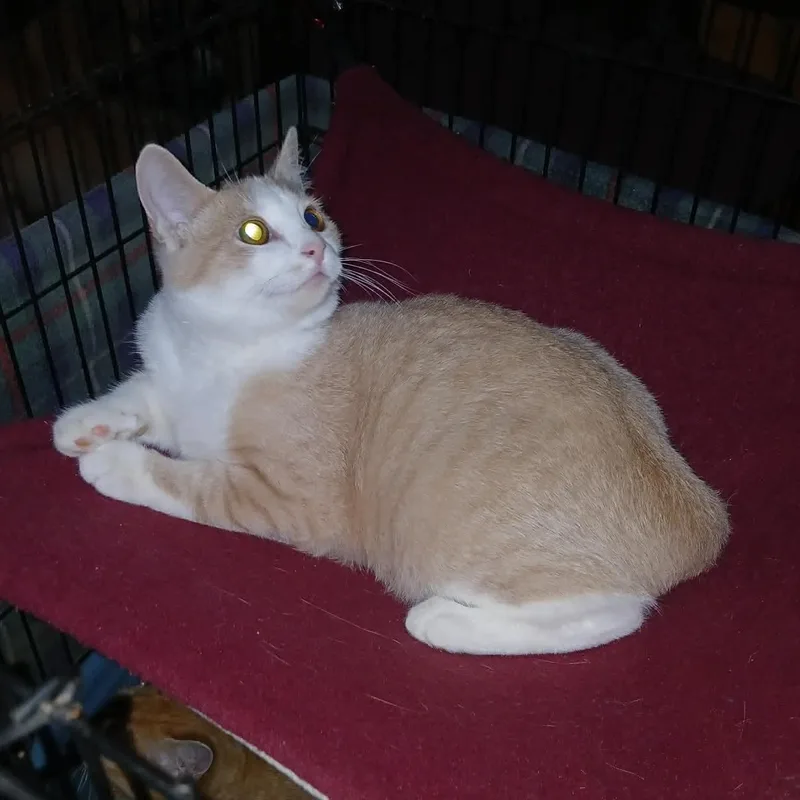 A baby medium-sized male Orange & White Domestic Short Hair cat named Creamsicle for adoption in Fairborn, OH