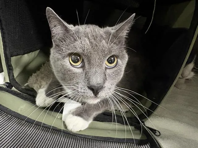 An adult medium-sized male Domestic Short Hair cat named Socks for adoption in Santa Cruz, CA