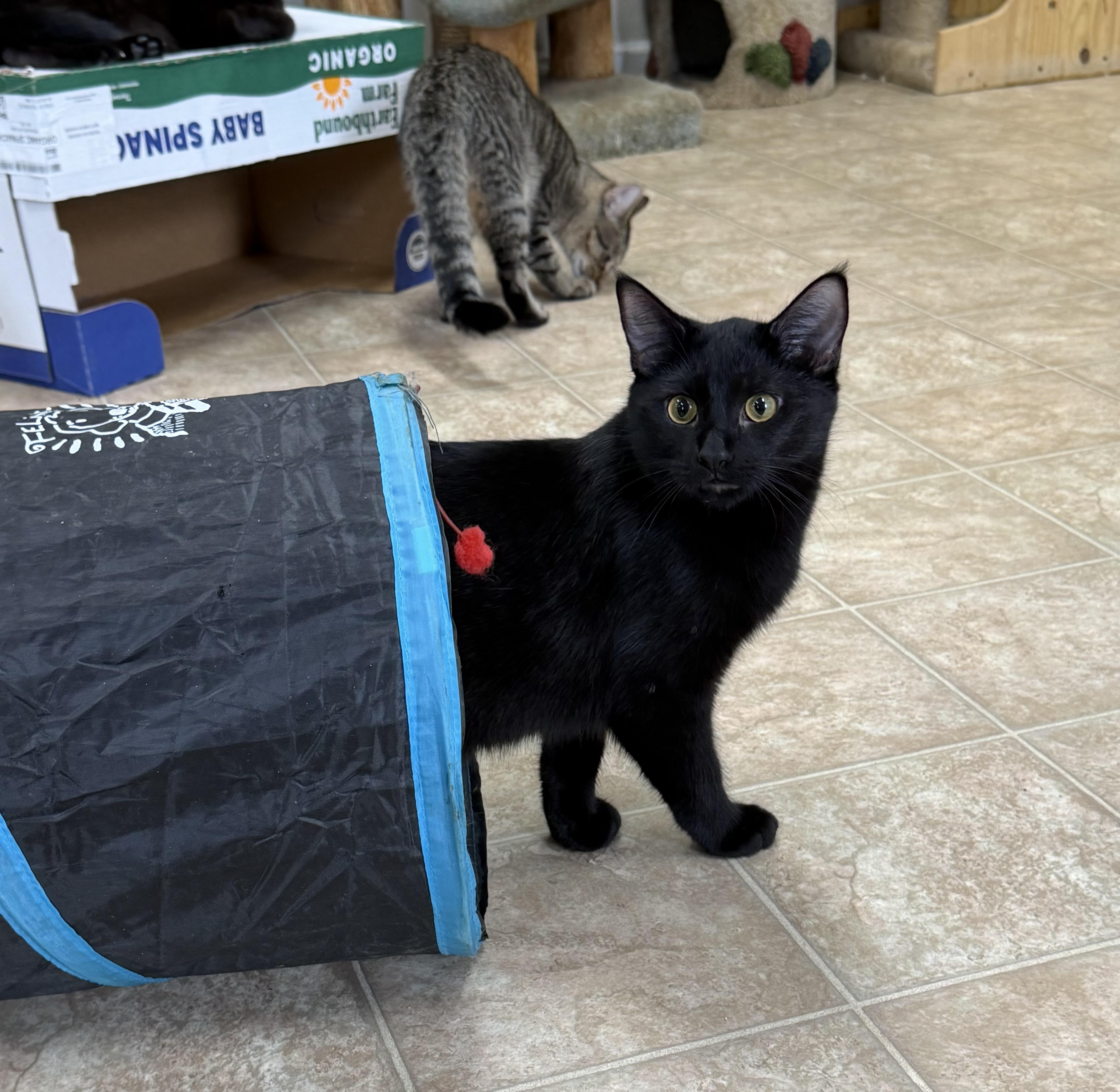 A baby medium-sized male Black Domestic Short Hair cat named Adam for adoption in Toledo, OH
