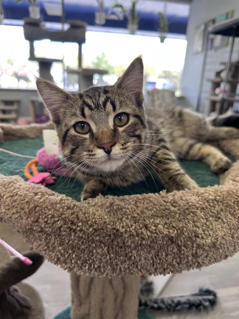 A young small-sized male Tabby (Brown / Chocolate) Domestic Short Hair cat named Brooks for adoption in Blaine, MN