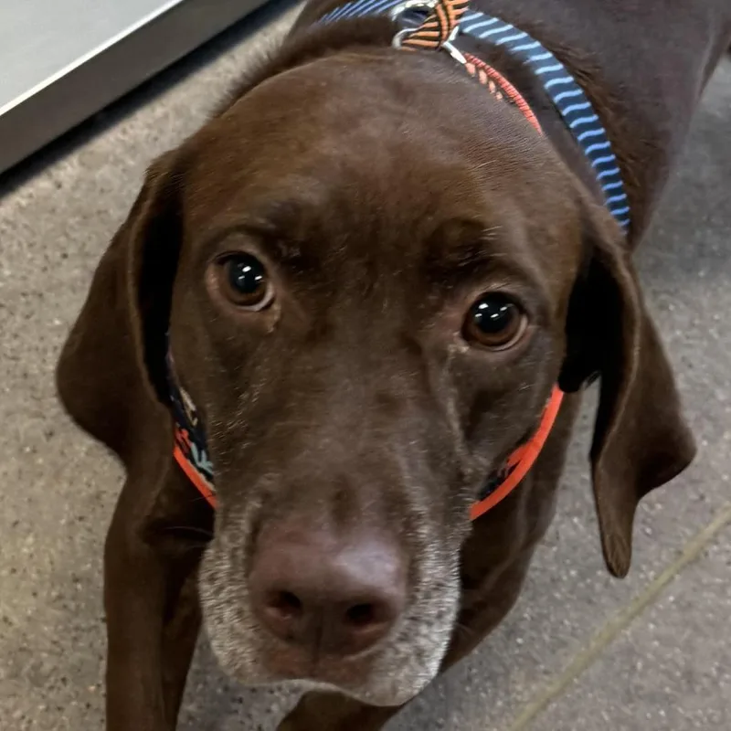 A senior medium-sized female Brown / Chocolate Mixed Breed dog named Sadie for adoption in Las Cruces, NM