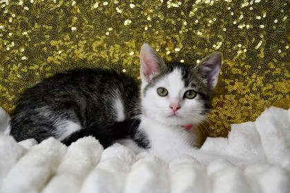 A baby small-sized female Domestic Short Hair cat named Cinderella for adoption in Yakima, WA