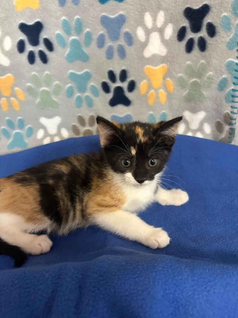 A baby small-sized female Domestic Short Hair cat named Prue for adoption in Wabash, IN