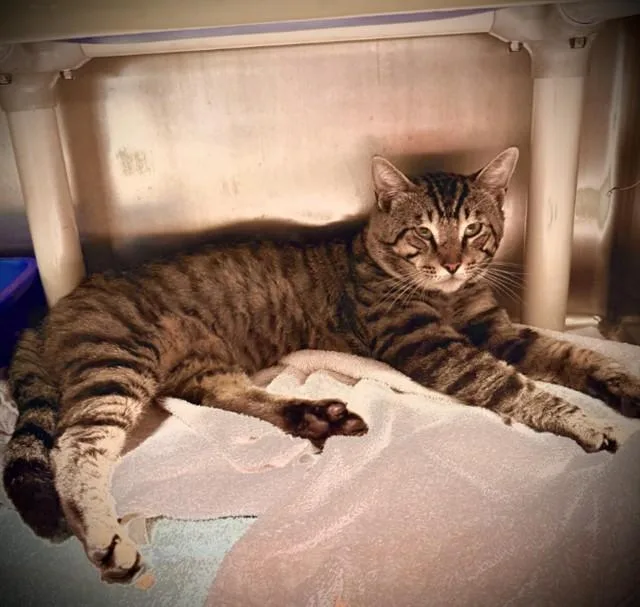 A young large-sized male Domestic Short Hair cat named Salem for adoption in Alameda, CA