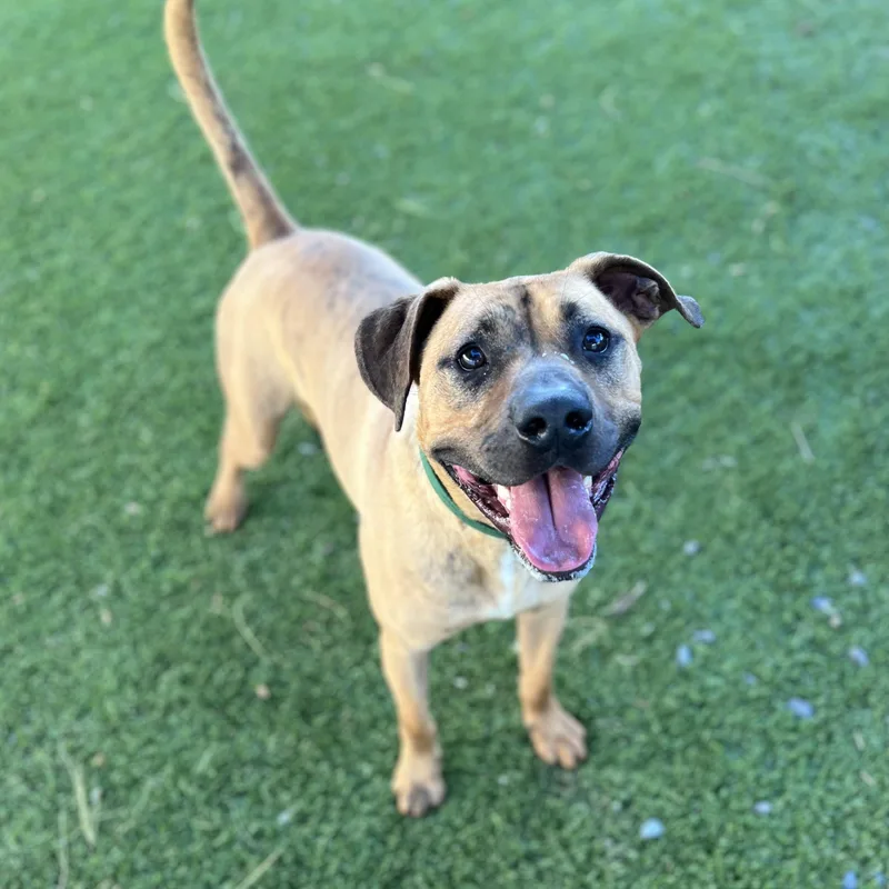 An adult medium-sized male Brindle Mixed Breed dog named Copper for adoption in Cranston, RI