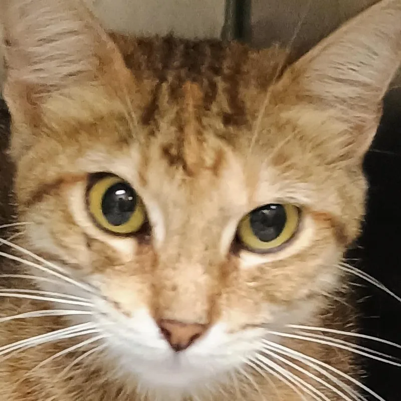 A young medium-sized female Brown / Chocolate Domestic Short Hair cat named Makita for adoption in Palestine, TX