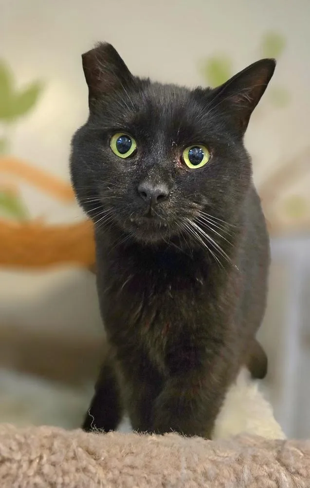 Jellyroll thumbnail 2