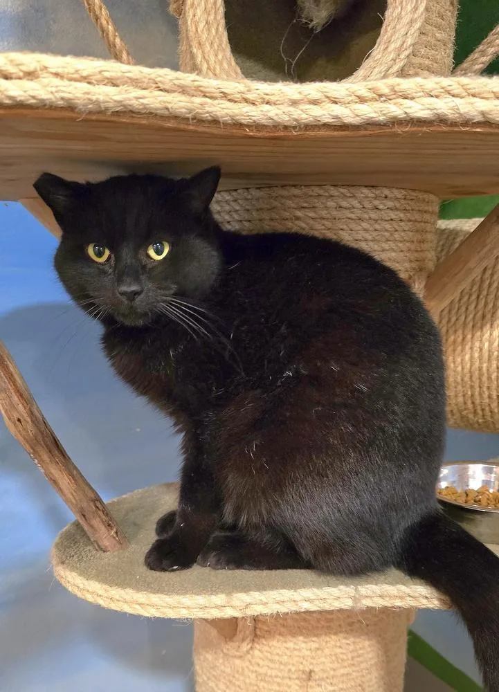 Jellyroll thumbnail 3