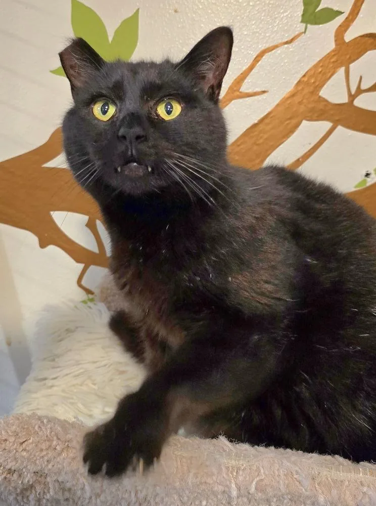 Jellyroll thumbnail 5