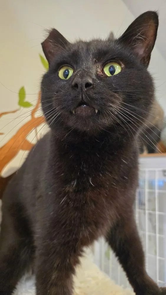 Jellyroll thumbnail 6