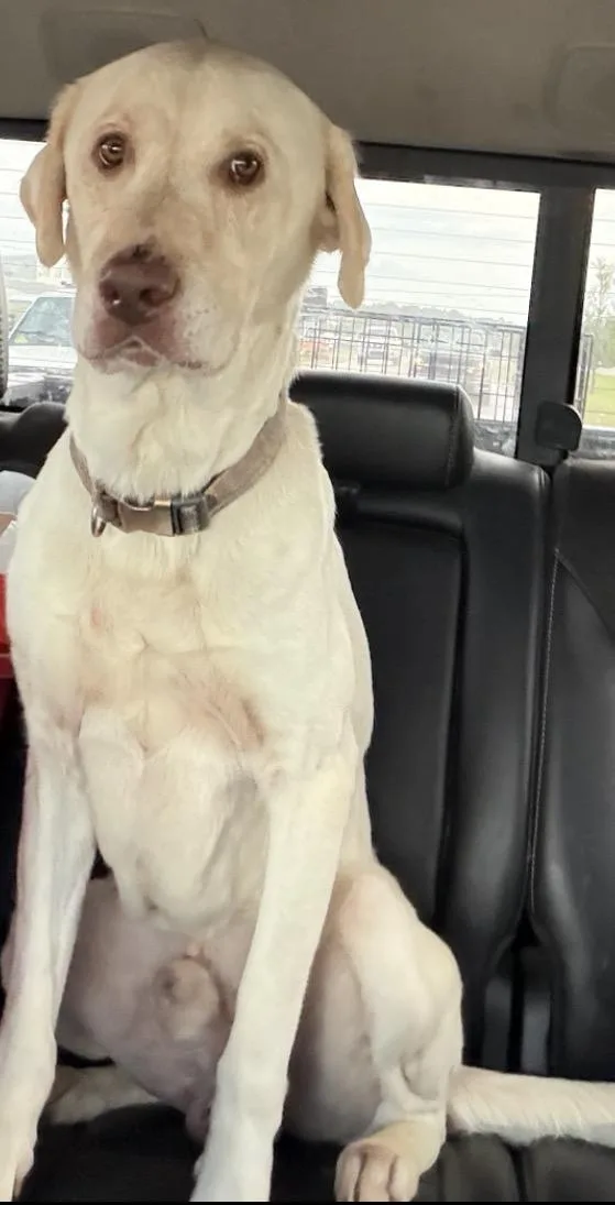 Moose thumbnail 3