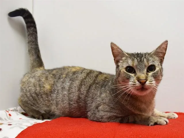 A young medium-sized female Domestic Short Hair cat named Etta for adoption in Sacramento, CA