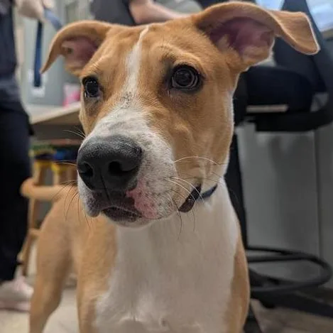 A baby medium-sized male Yellow / Tan / Blond / Fawn Mixed Breed dog named Bruno for adoption in Jacksonville, FL