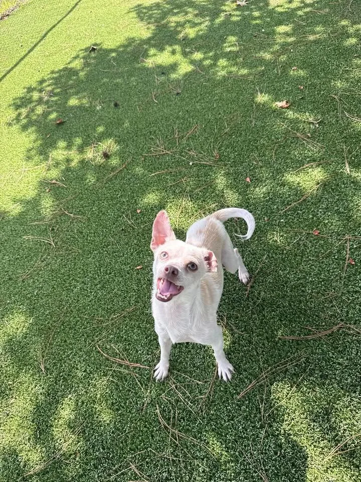 An adult small-sized male Apricot / Beige Chihuahua dog named Willy for adoption in Wilmington, NC