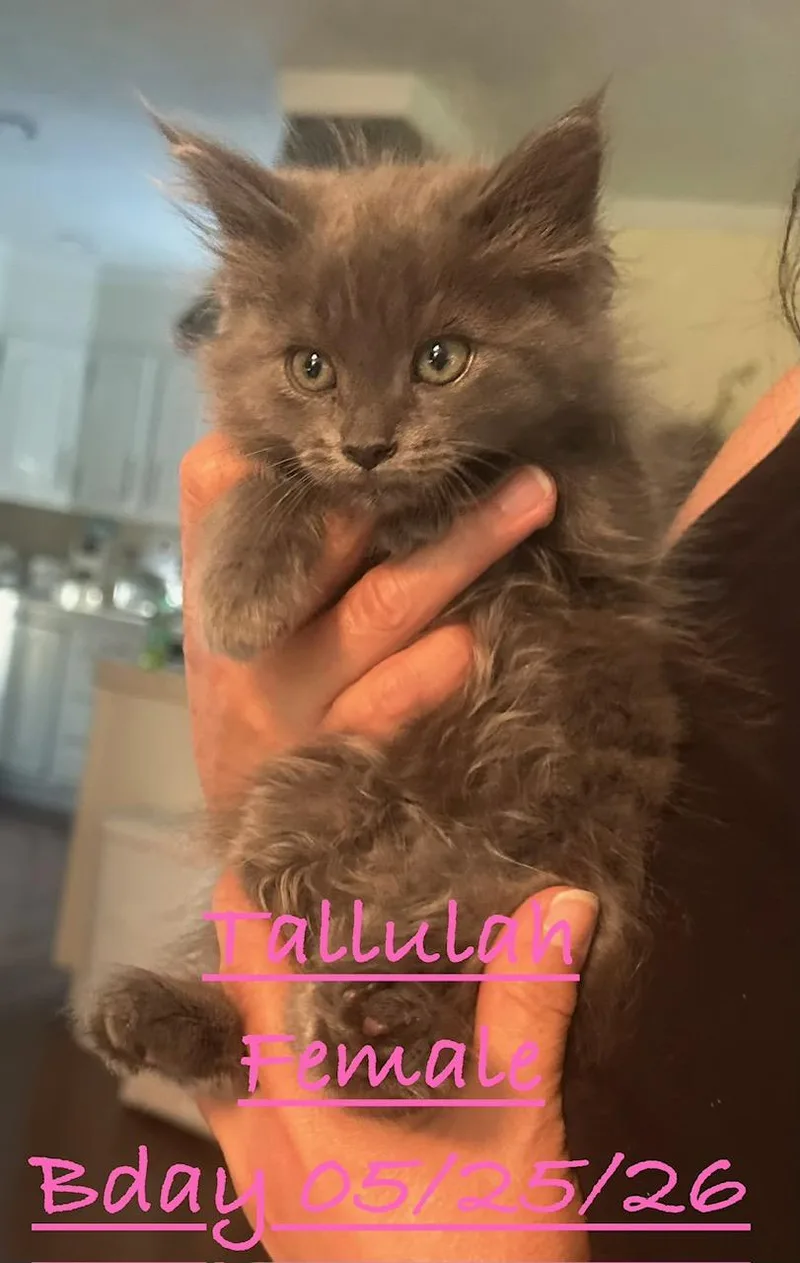 Tallulah