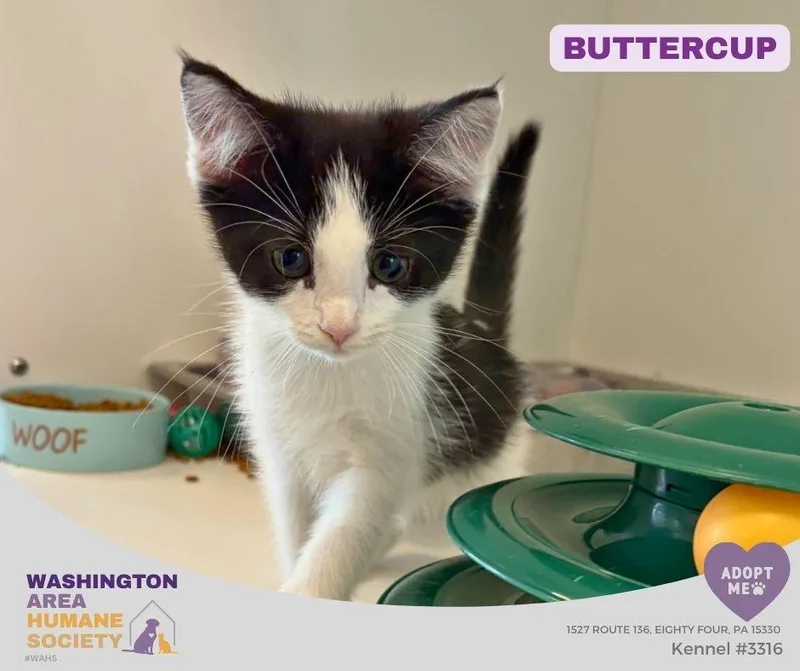 A baby small-sized female Black & White / Tuxedo Domestic Short Hair cat named Buttercup for adoption in Eighty Four, PA