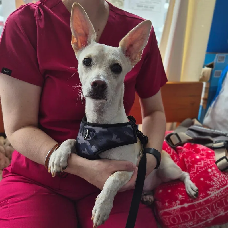 A young small-sized male White / Cream Chihuahua dog named Paquito for adoption in Wahiawa, HI