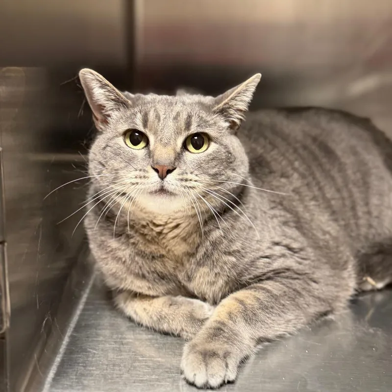 An adult small-sized female Gray / Blue / Silver Domestic Short Hair cat named Lulu for adoption in Cody, WY