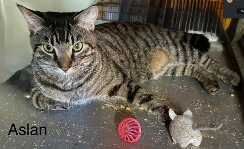 An adult medium-sized male Domestic Short Hair cat named Aslan for adoption in Safety Harbor, FL