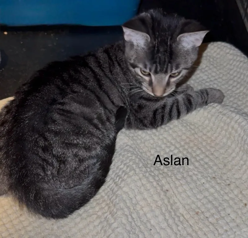 Aslan thumbnail 2