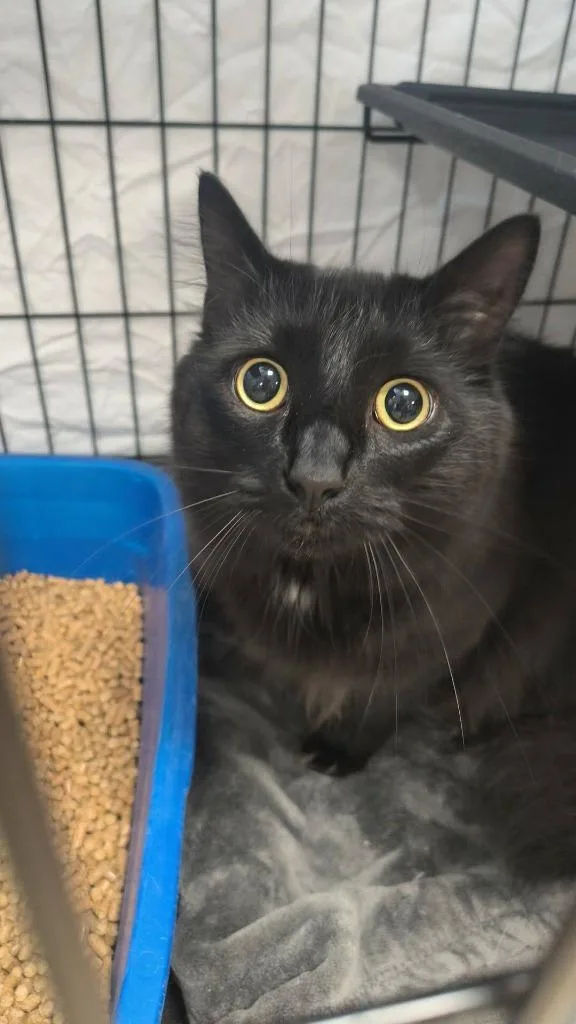A young medium-sized male Domestic Long Hair cat named Noche  Carla for adoption in Maryville, TN