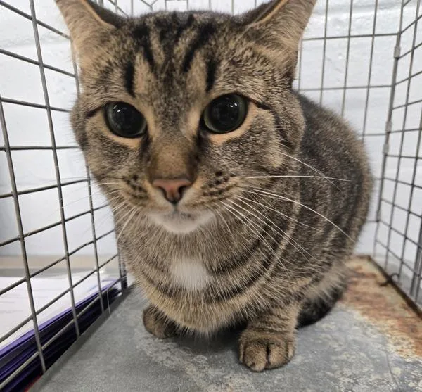 An adult medium-sized male Domestic Short Hair cat named Arlo for adoption in Millersville, MD