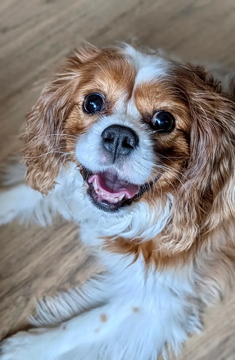An adult small-sized female Cavalier King Charles Spaniel dog named Charming Chloe for adoption in Fort Wayne, IN