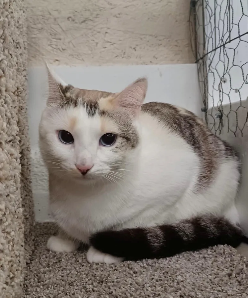 A young medium-sized female Dilute Calico cat named Mango for adoption in Walworth, WI