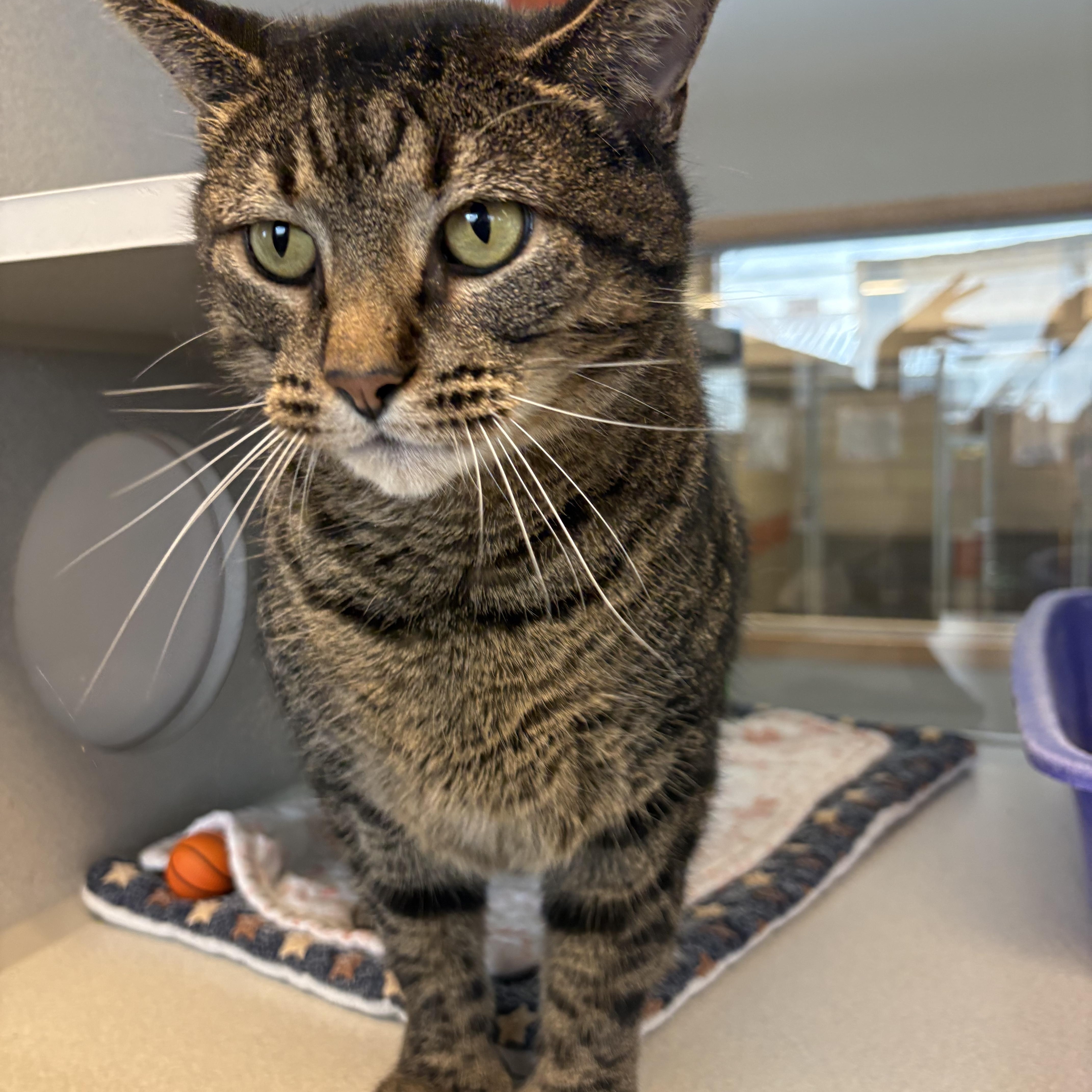 Snuffleupagus @ Petsmart By