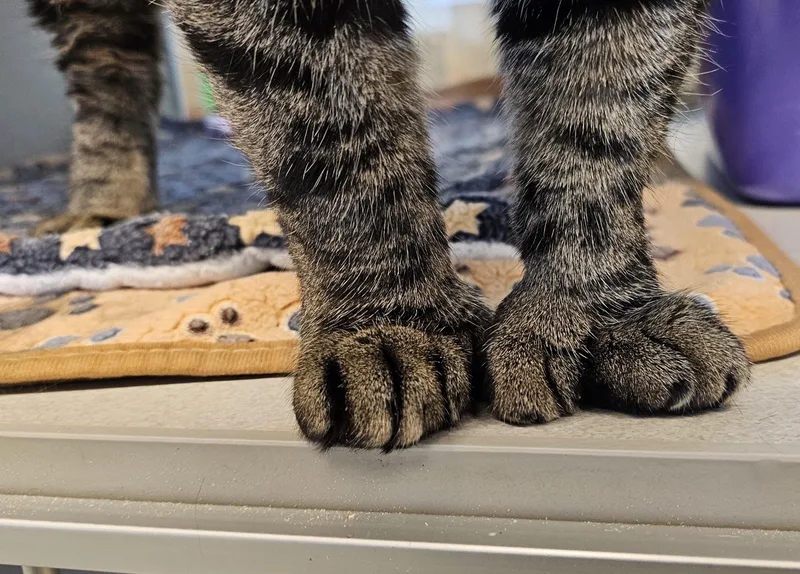 Snuffleupagus @ Petsmart By thumbnail 2