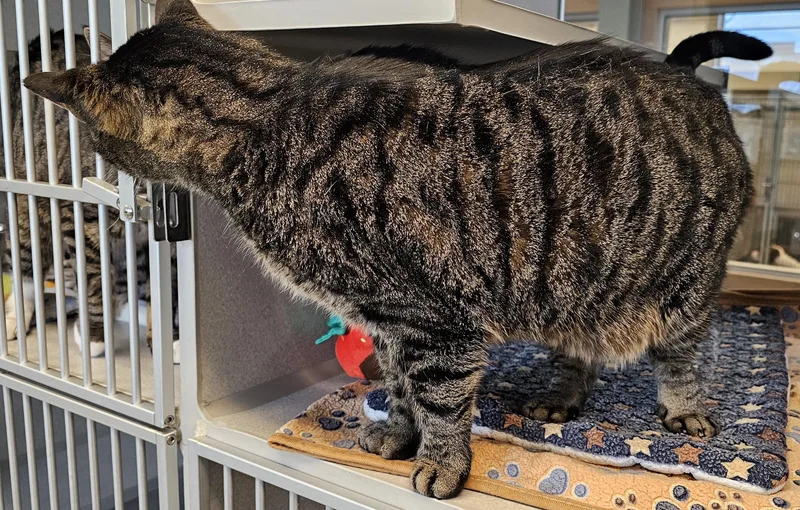 Snuffleupagus @ Petsmart By thumbnail 3