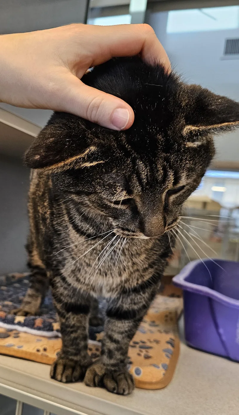 Snuffleupagus @ Petsmart By thumbnail 4