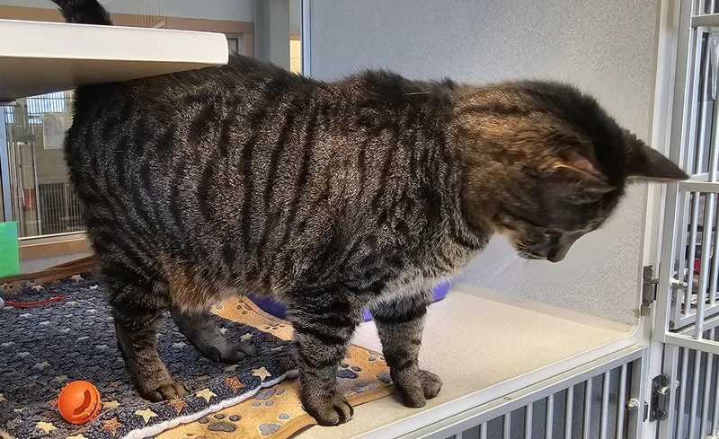 Snuffleupagus @ Petsmart By thumbnail 5