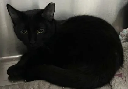 An adult small-sized male Domestic Short Hair cat named Bela Lugosi for adoption in Phoenix, AZ