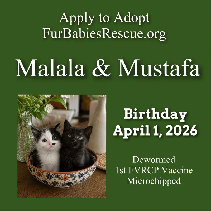 A baby small-sized male Black Domestic Short Hair cat named Malala & Mustafa for adoption in Hickory, NC