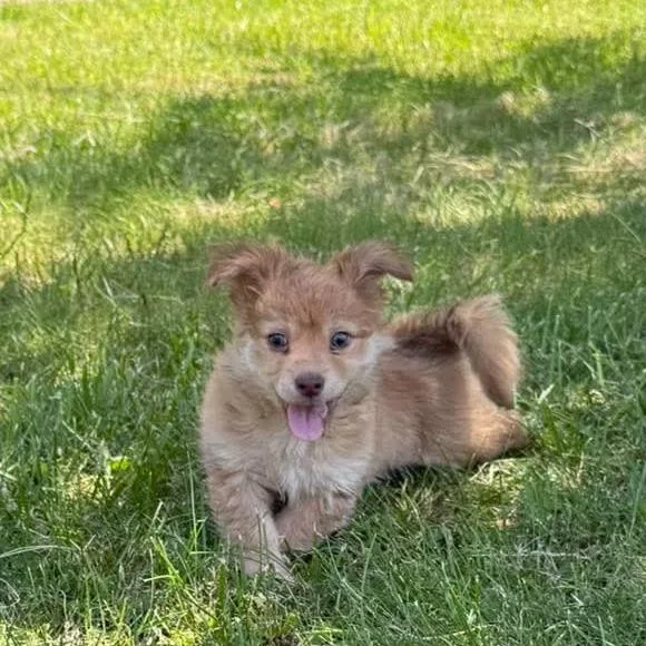 A baby small-sized female Yellow / Tan / Blond / Fawn Chihuahua dog named Crystal for adoption in Cleveland, TN