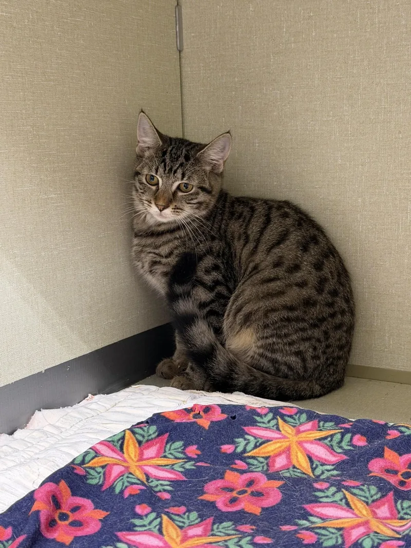 An adult medium-sized female Tabby (Tiger Striped) Domestic Short Hair cat named Sadie for adoption in Upper Sandusky, OH