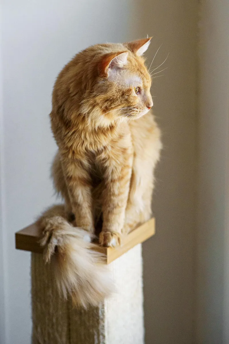Frankie