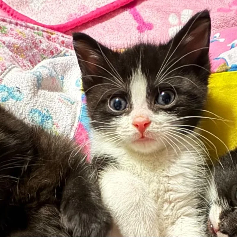 A baby medium-sized male Domestic Short Hair cat named Dinson for adoption in Saginaw, MI
