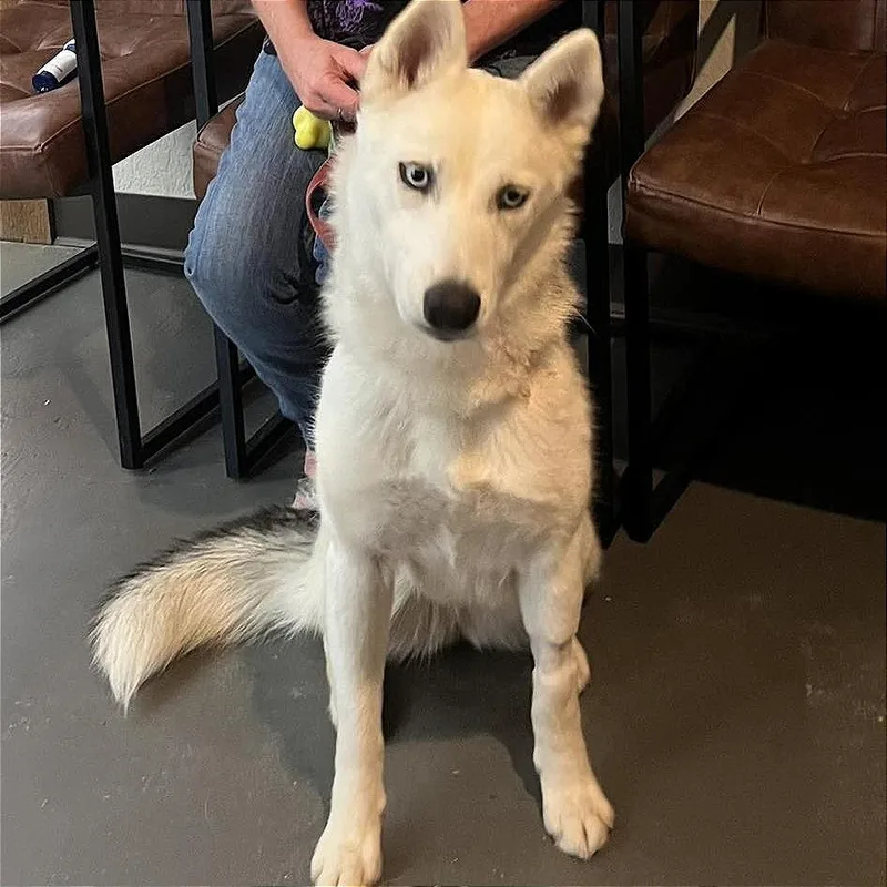 An adult medium-sized female White / Cream Husky dog named Reno for adoption in Weatherford, TX