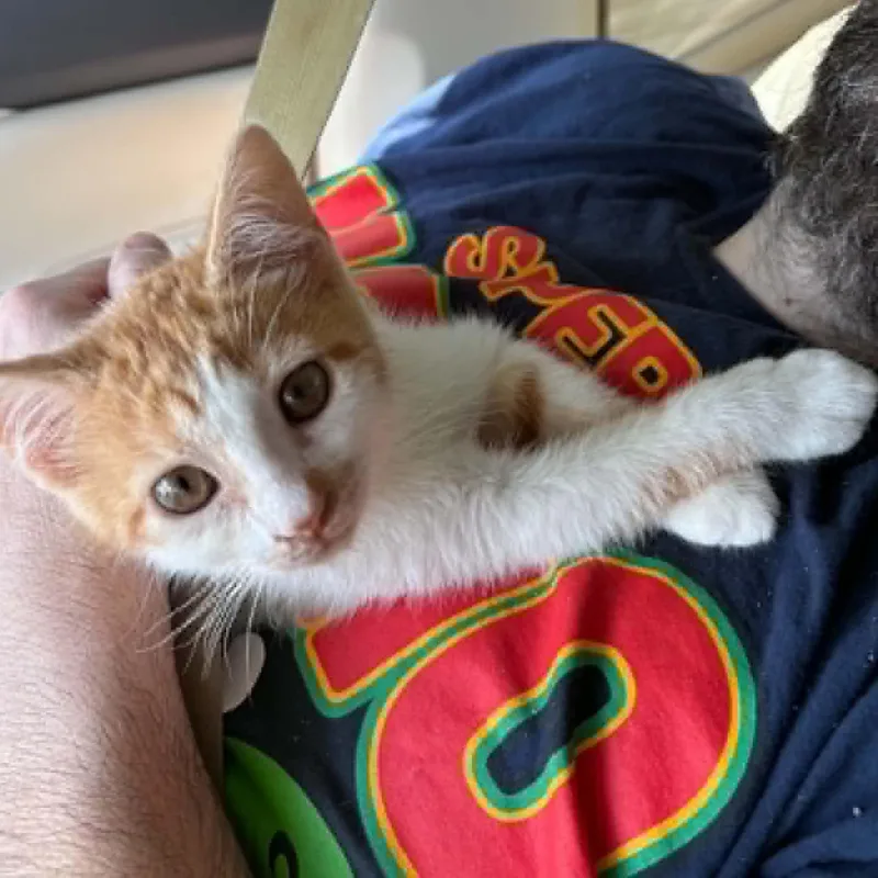 A baby small-sized female Orange & White Domestic Short Hair cat named Zinc for adoption in LITTLE MOUNTAIN, SC