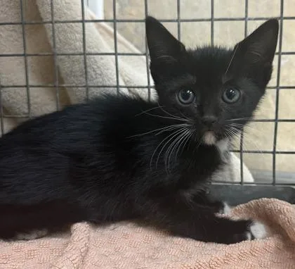 A baby small-sized male Domestic Short Hair cat named Yin for adoption in Honolulu, HI